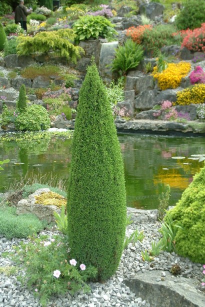 Ялівець звичайний Копресса в ландшафтному дизайні